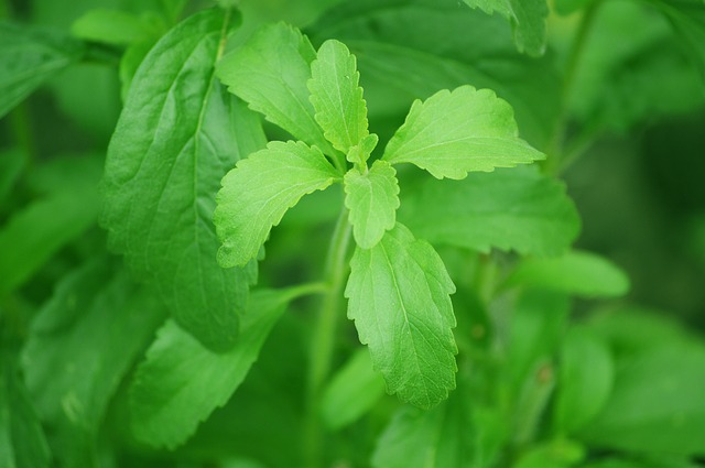 What Is Stevia, Anyways?